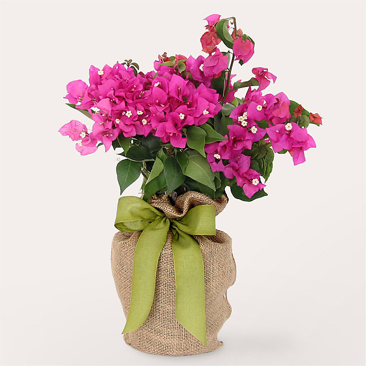 product image for Bougainvillea Plant