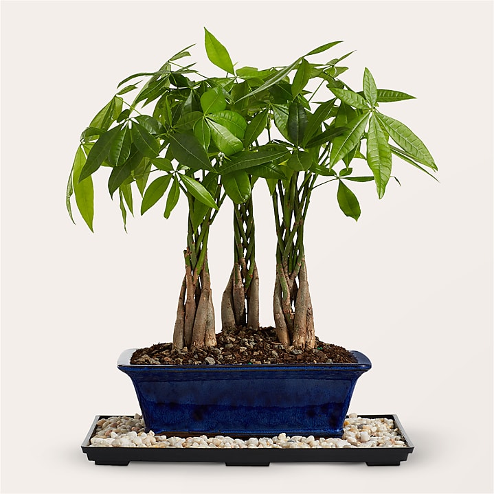 product image for Braided Money Tree Grove Bonsai
