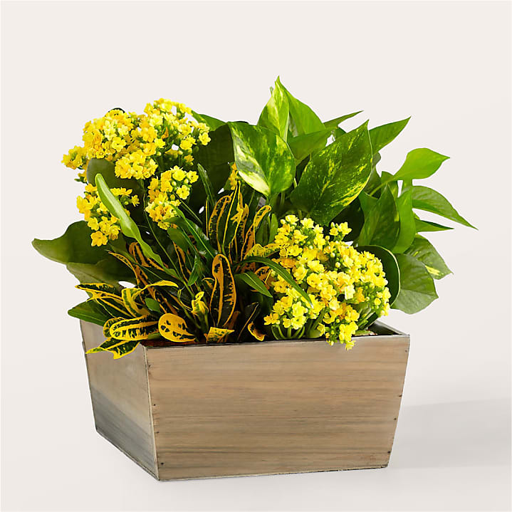 product image for Sunshine & Joy Garden