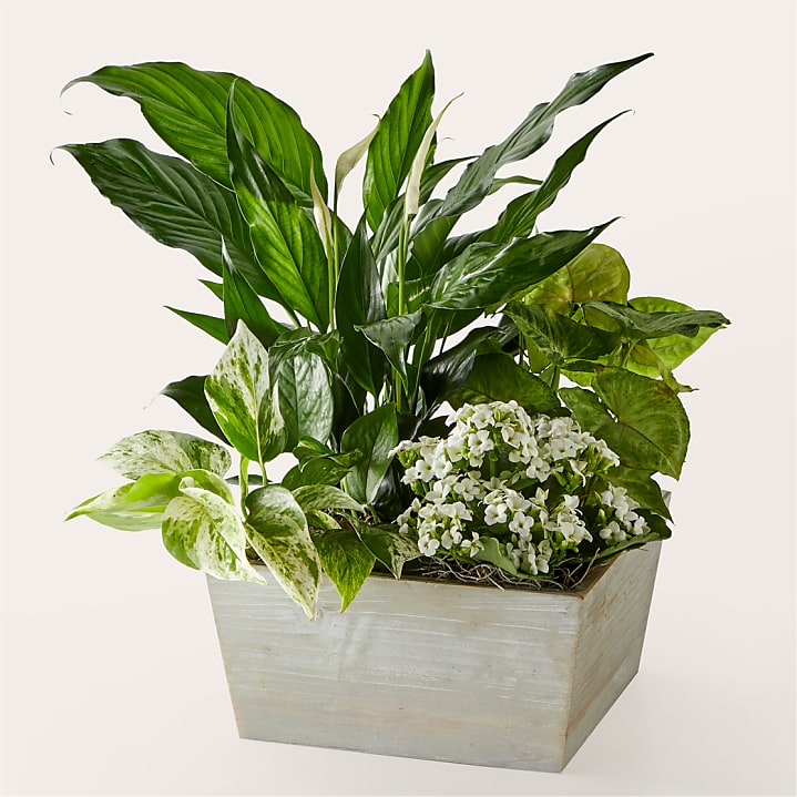 product image for Peaceful White Garden
