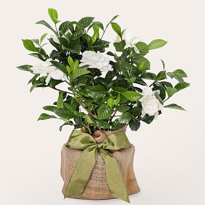 product image for Graceful Gardenia Plant