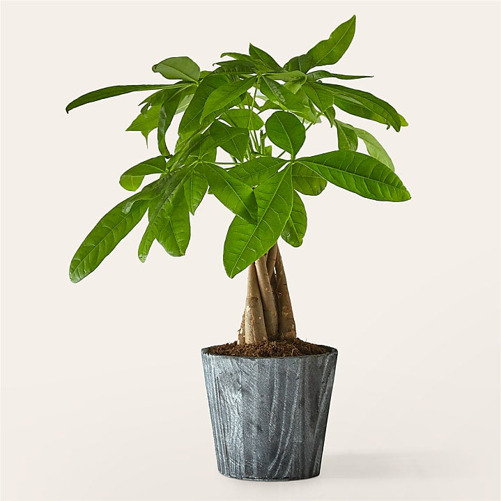 product image for Lucky Day Money Tree