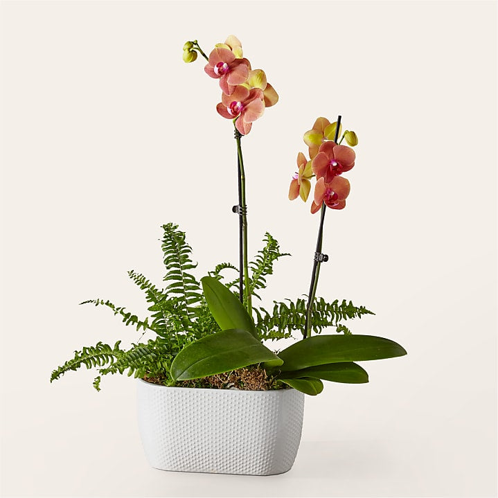 product image for Orchid & Fern Garden