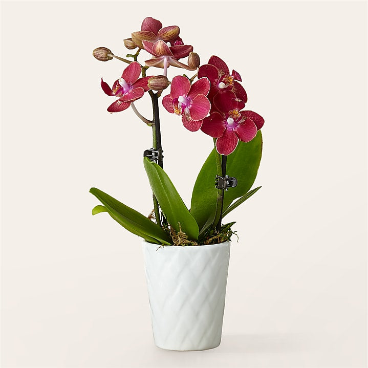 product image for Mini Orchid