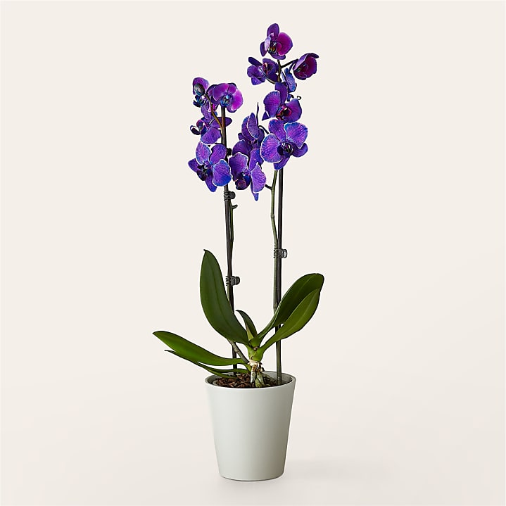 product image for Masterful Watercolor Orchids