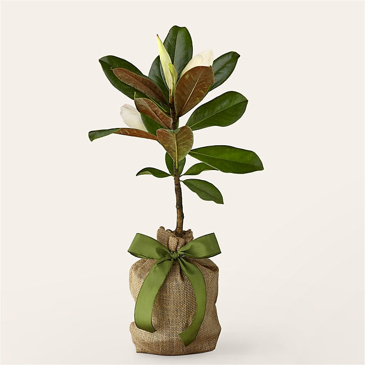 product image for Every Moment Magnolia Tree