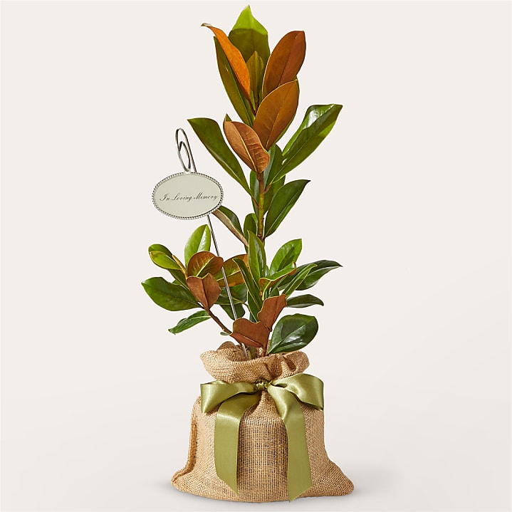 product image for Memorial Magnolia Tree