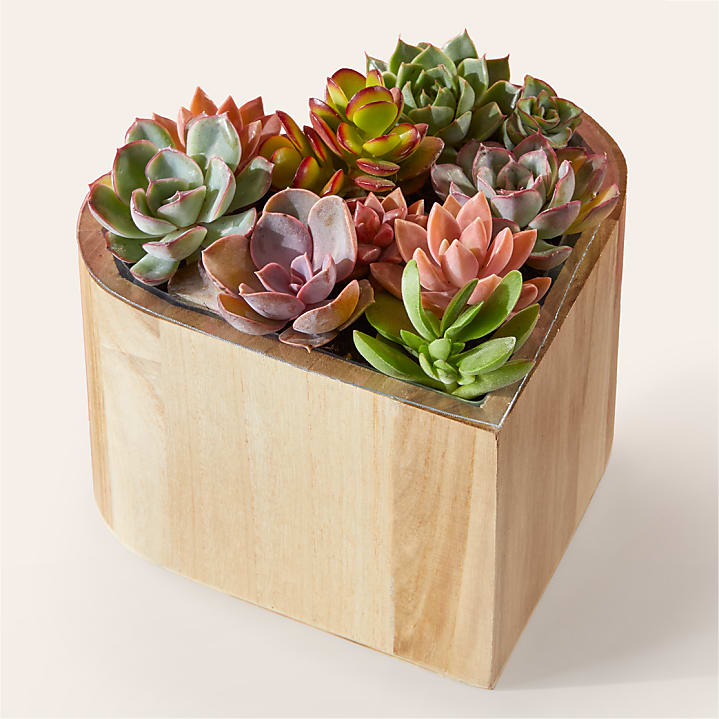 product image for My Heart Succulent Garden