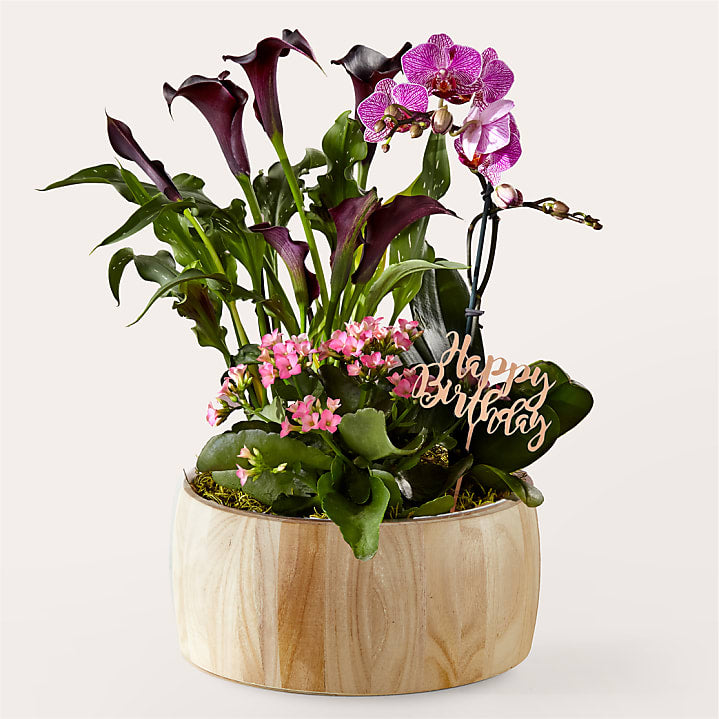 product image for Happy Birthday Orchid Garden