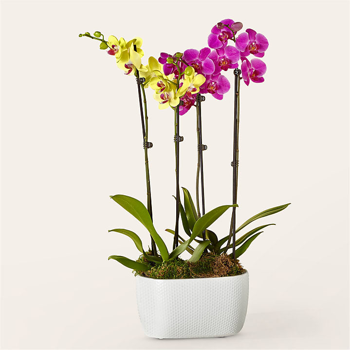 product image for Purple & Yellow Orchid Garden