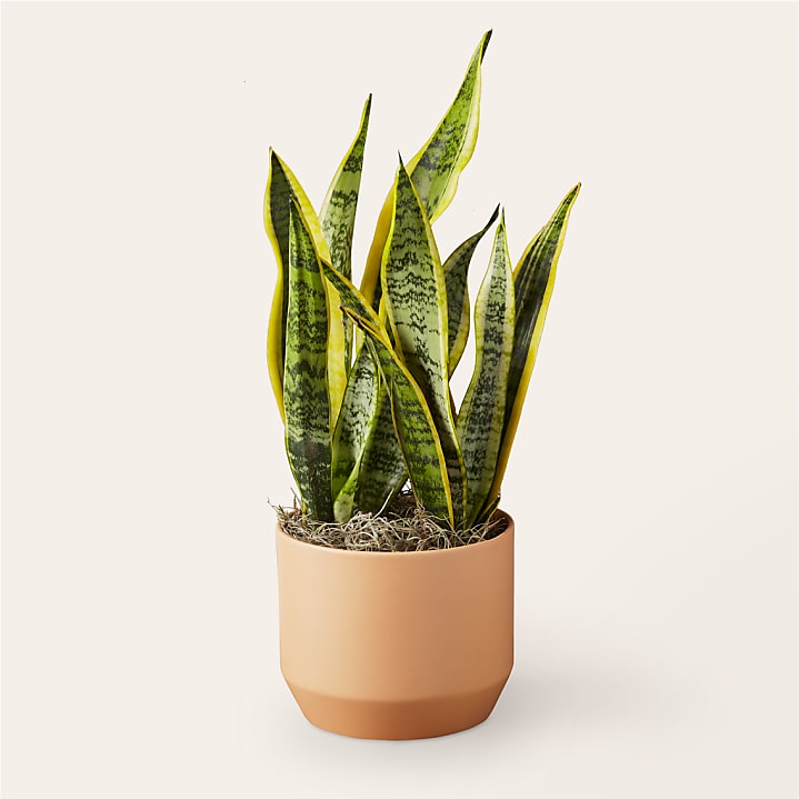 product image for Snake Plant
