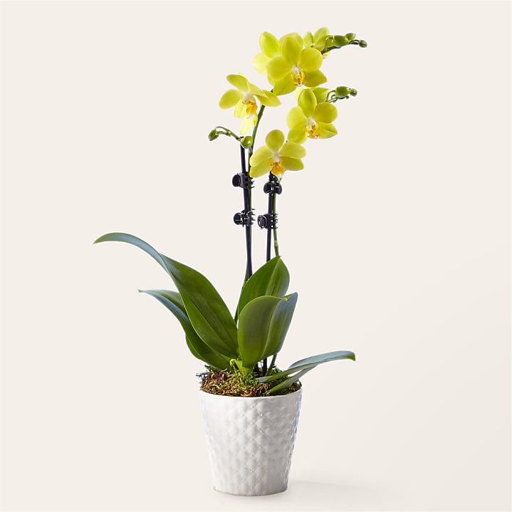 product image for Petite Yellow Orchid
