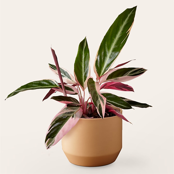 product image for Calathea Stromanthe Triostar