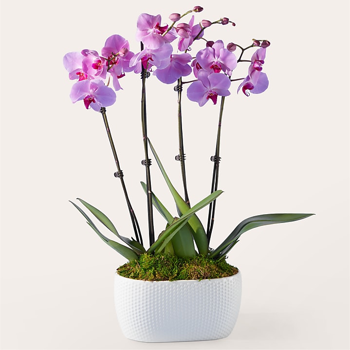 product image for Pink Orchid Garden