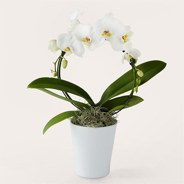 product image for White Hoop Orchid