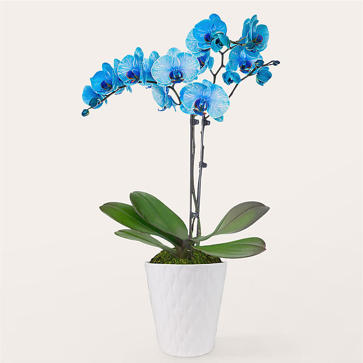 product image for Blue Watercolor Orchid