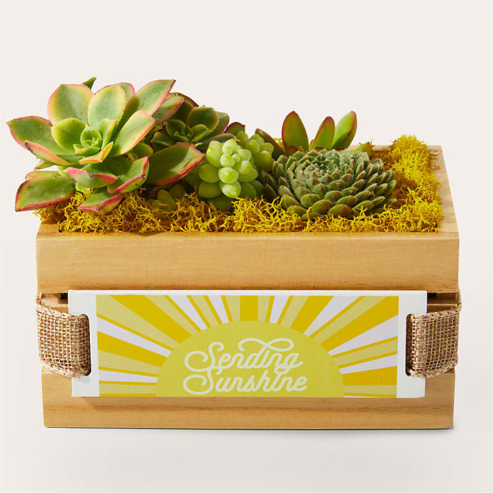 product image for Sending Sunshine Succulent Crate