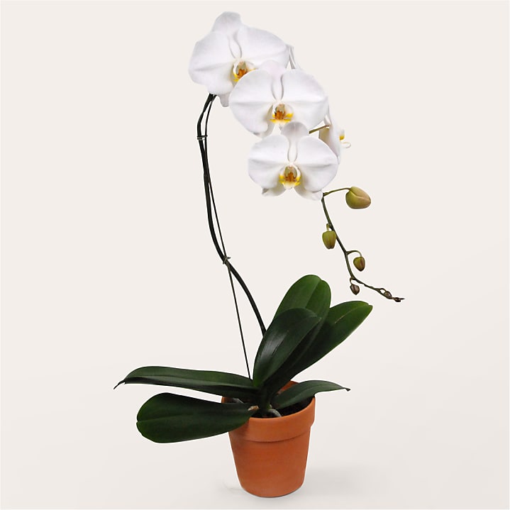 product image for White Cascading Orchid