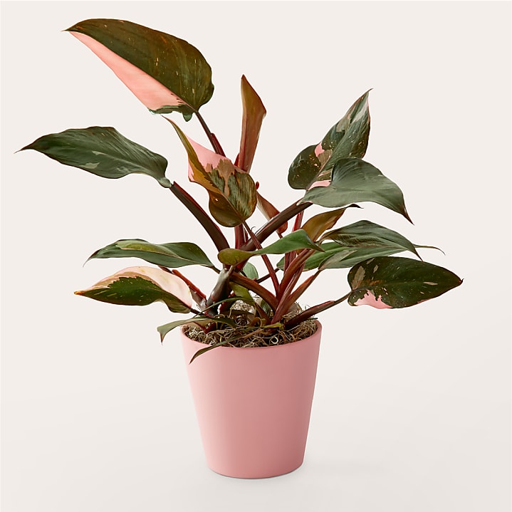 product image for Pink Princess Philodendron
