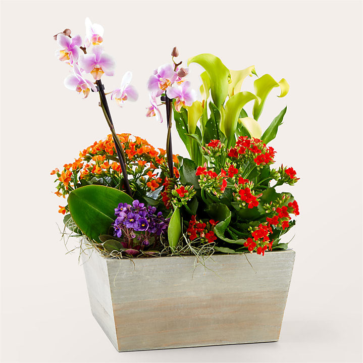 product image for Rainbow Garden of Blooms
