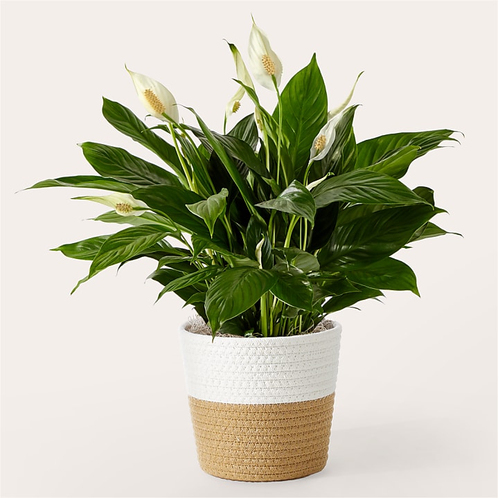 product image for Peace Lily