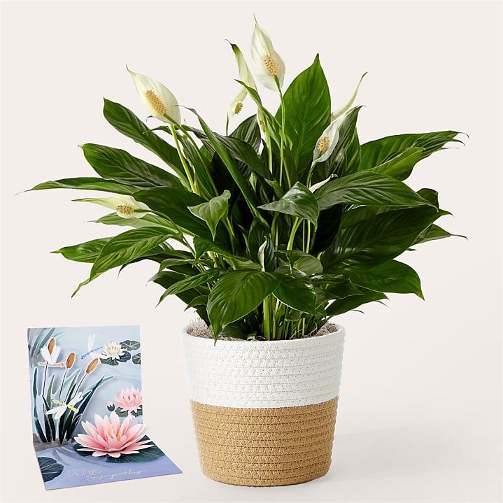 product image for Peace Lily & Sympathy Pop Up Card