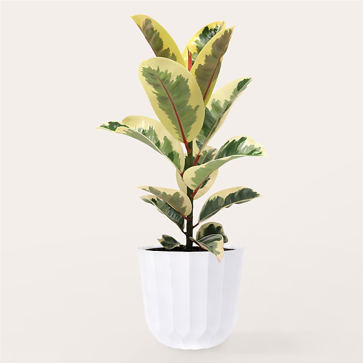 product image for Large Ficus Elasitca Tineke Plant