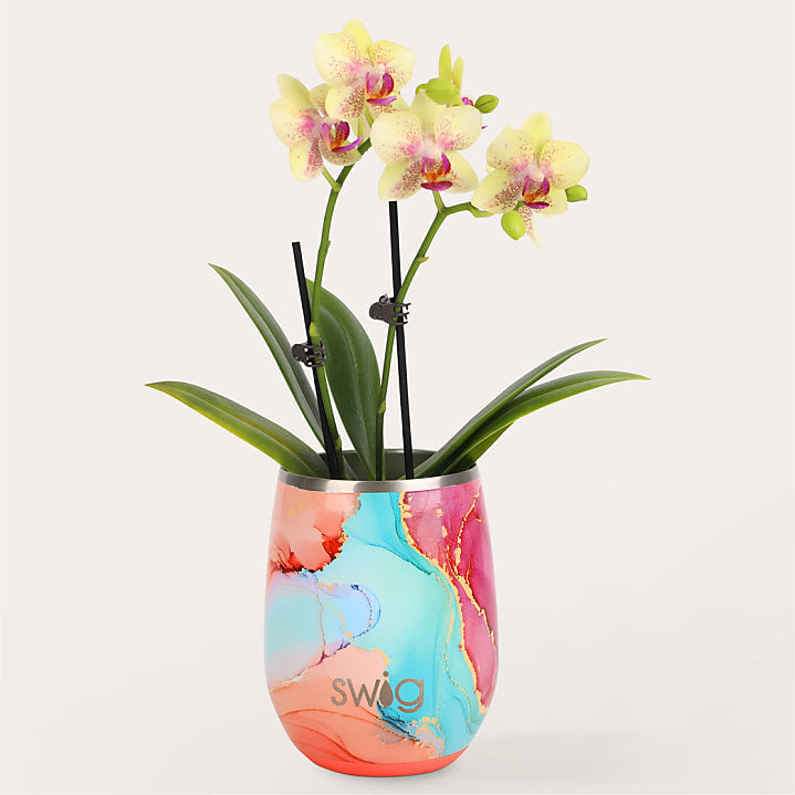 product image for Dreamsicle Orchid in Swig(R) Cooler Cup