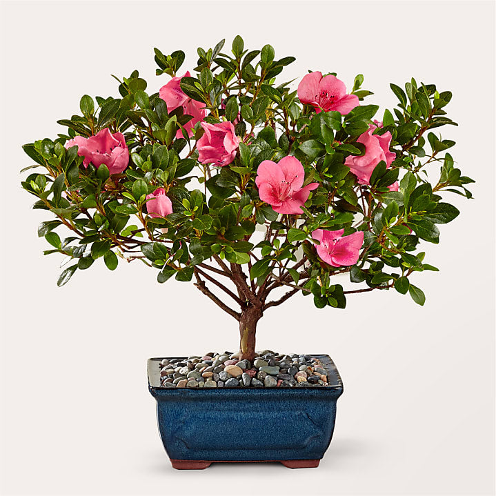 product image for Azalea Bonsai