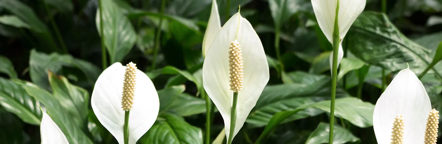 peace-lily-care-thumbnail