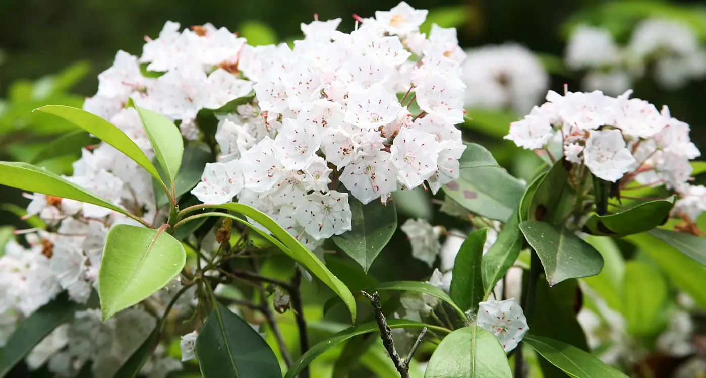 Pennsylvania State Flower – The Mountain Laurel