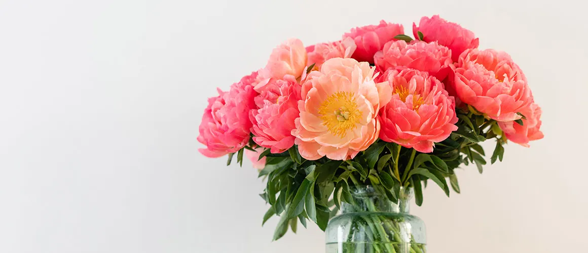 peony-care-guide-thumbnail