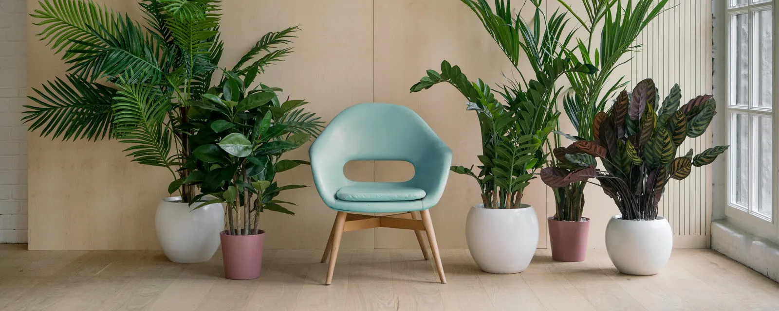 plants-that-dont-need-sun-hero02