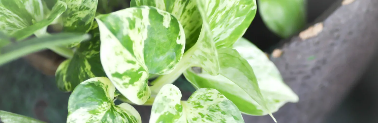 pothos-plant-care