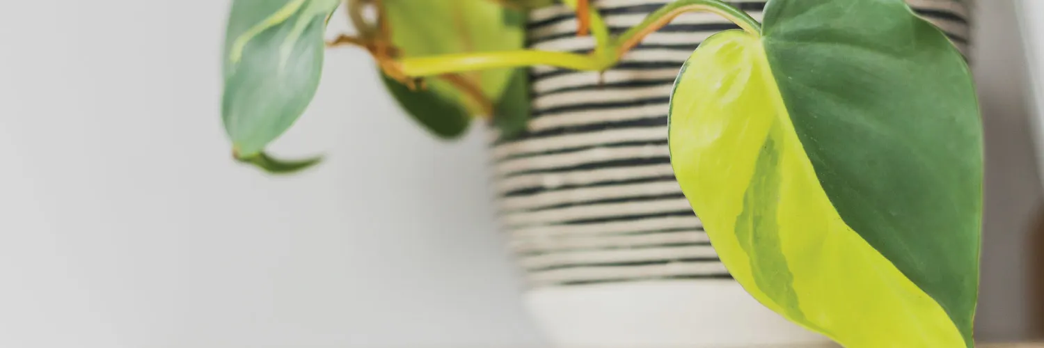 Pothos vs Philodendron: How to Spot the Difference