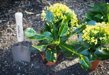 ProFlowers-How-To-Plant-Potted-Flowers-3-blog140331thumbnew