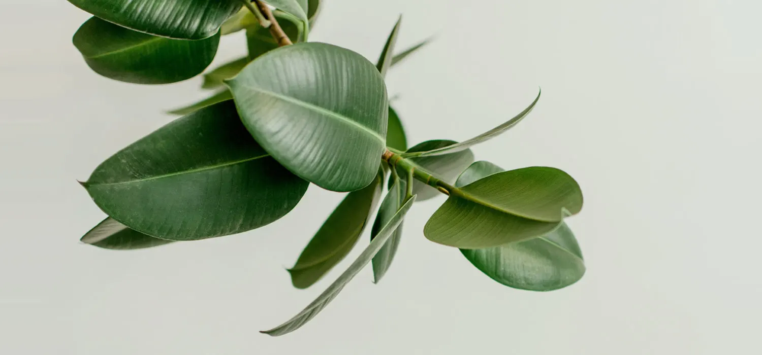rubber-plant-thumb