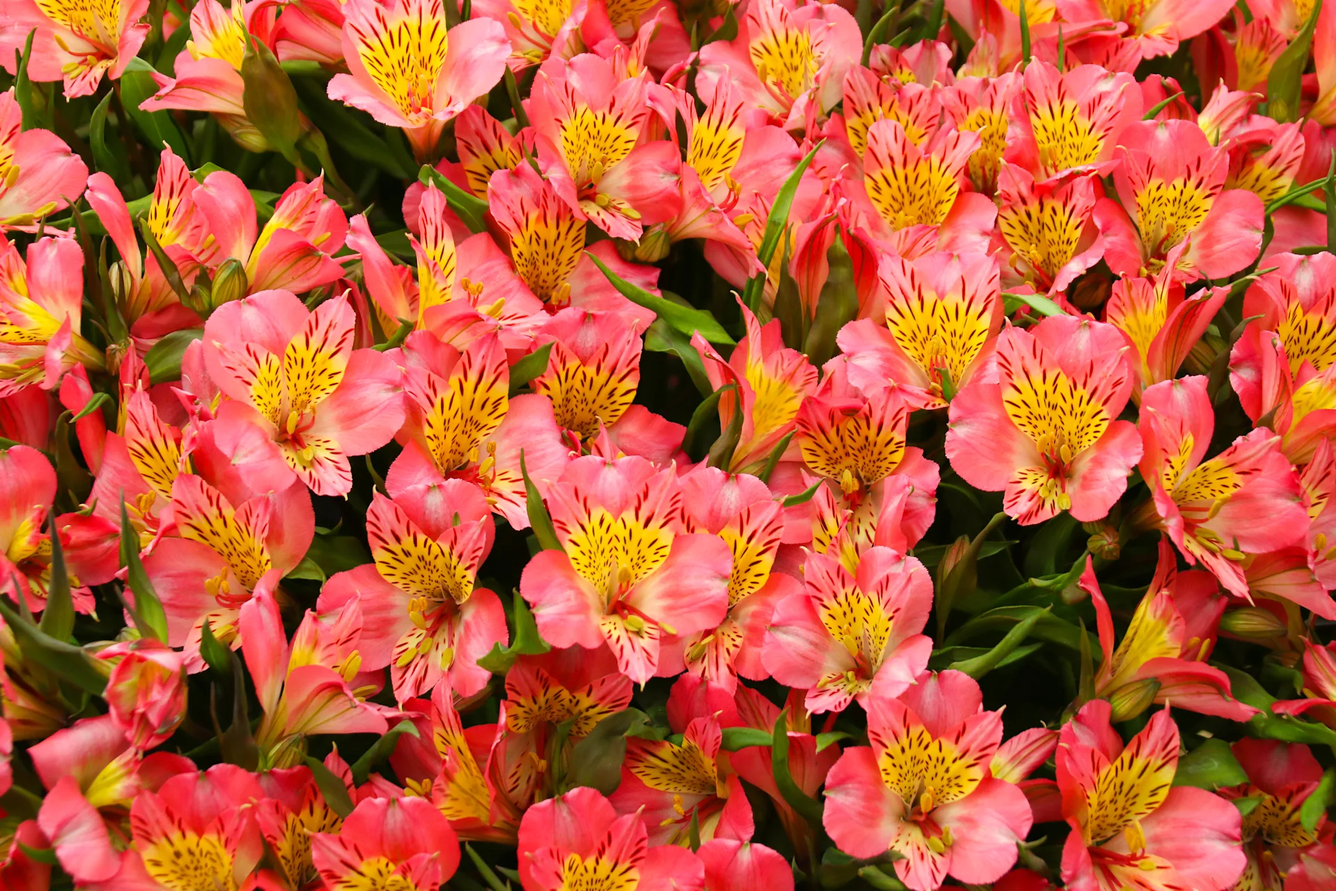 cancer-zodiac-flower-hero-1