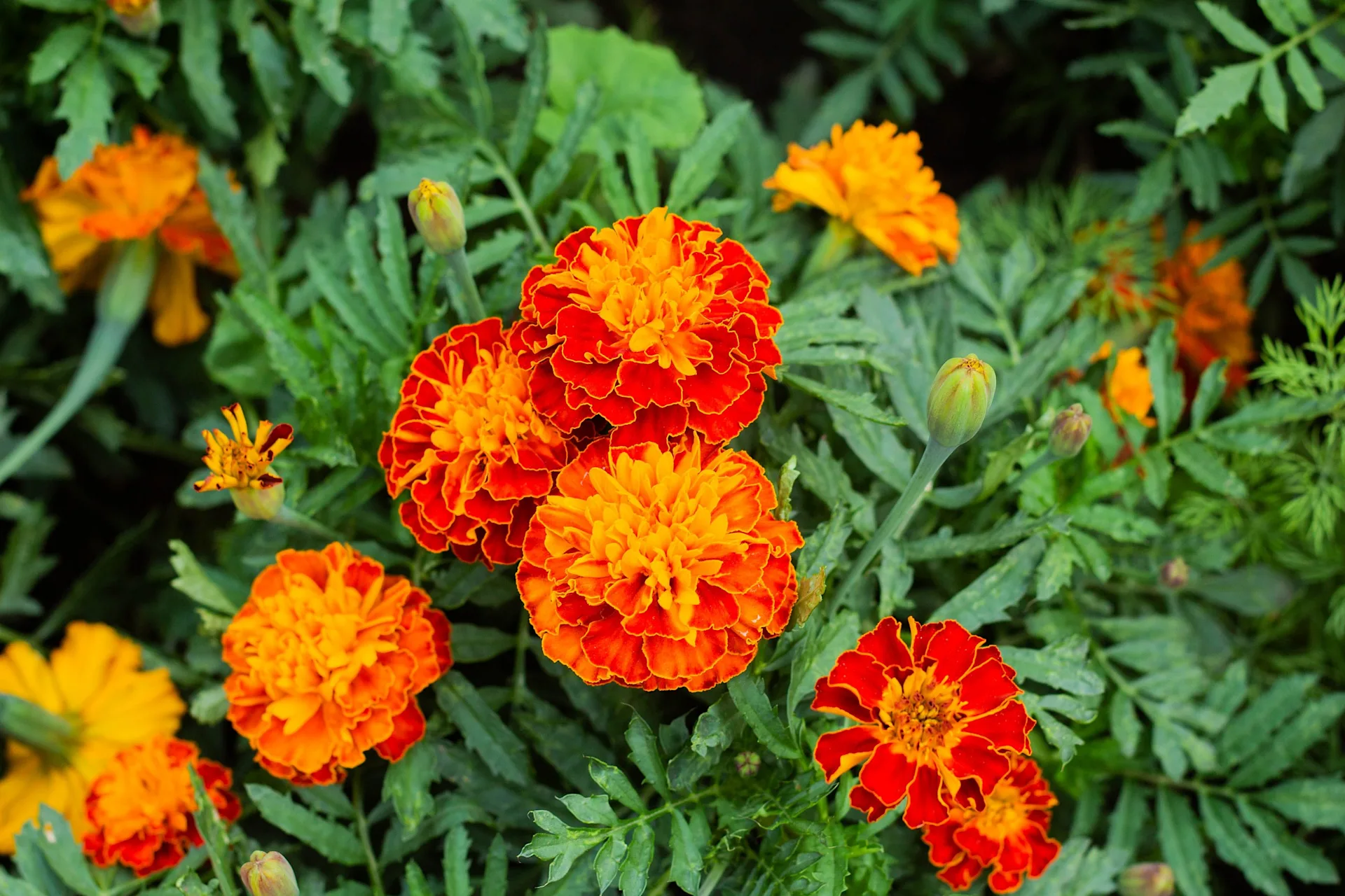 marigold