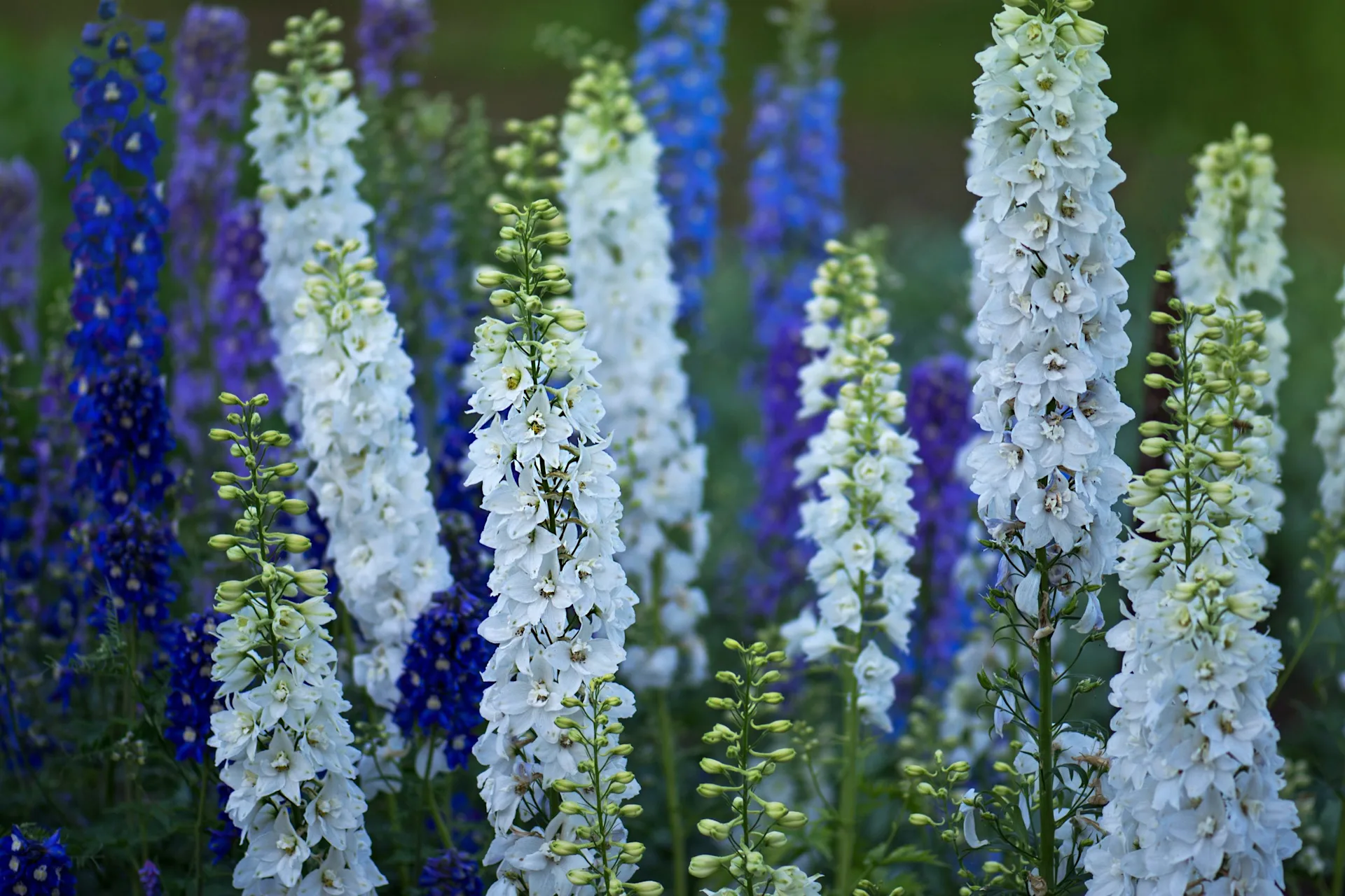 July Birth Flower + More: Larkspur