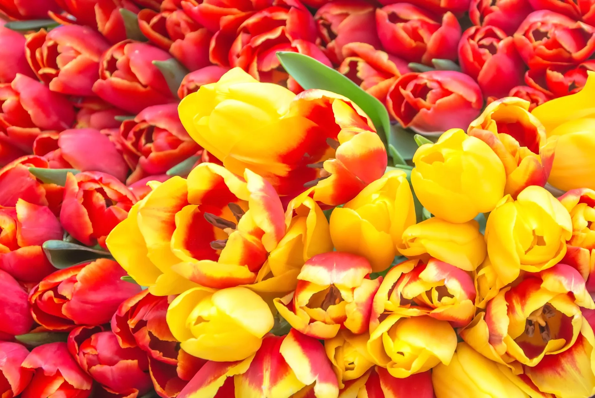 pink-tulips-thumbnew2