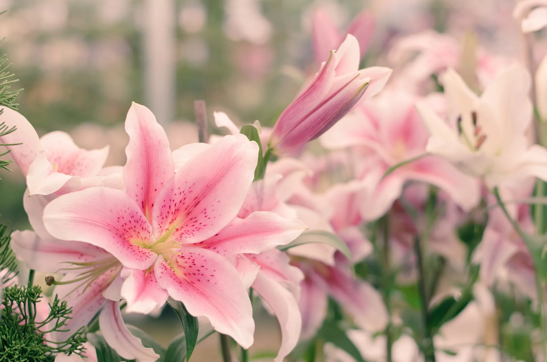 red-white-lilythumbnew2