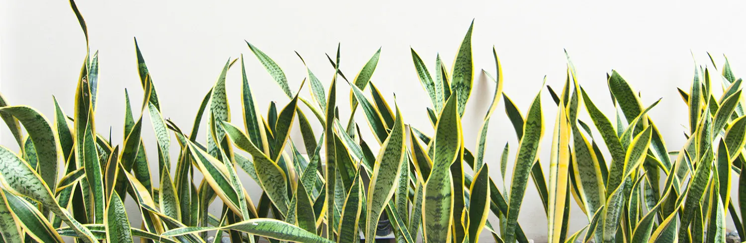 snake-plant-care-thumbnail