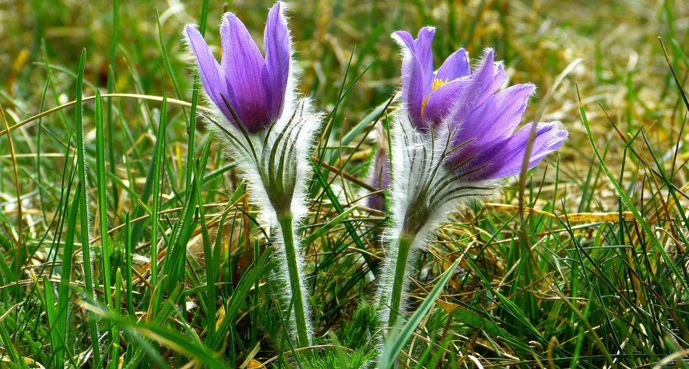 South Dakota State Flower - The Pasque