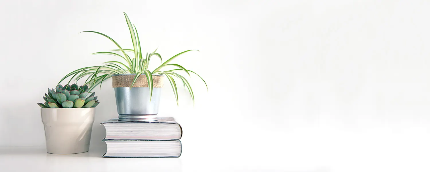 spider-plant-care-thumb-1
