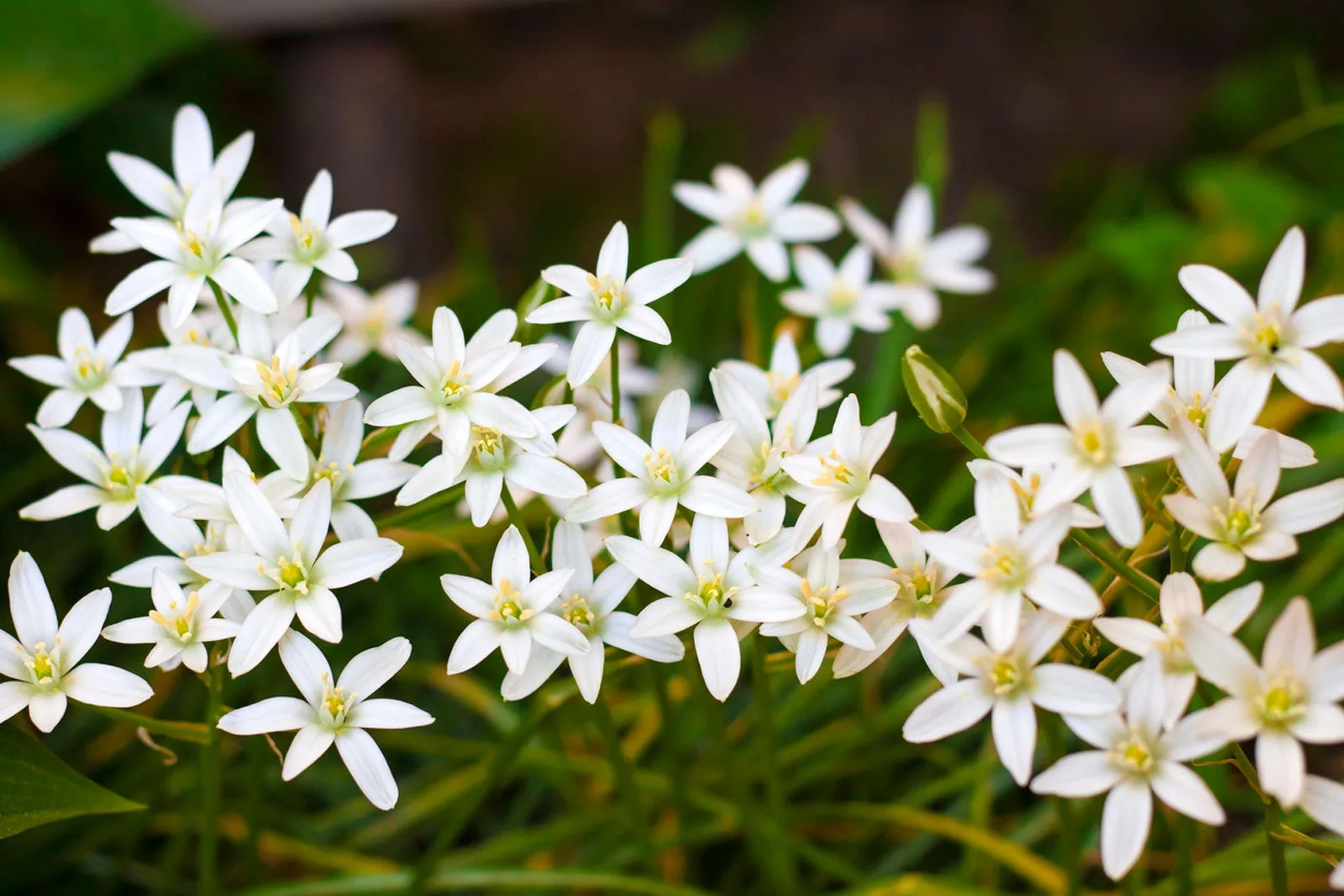 Flower Glossary: Star of Bethlehem