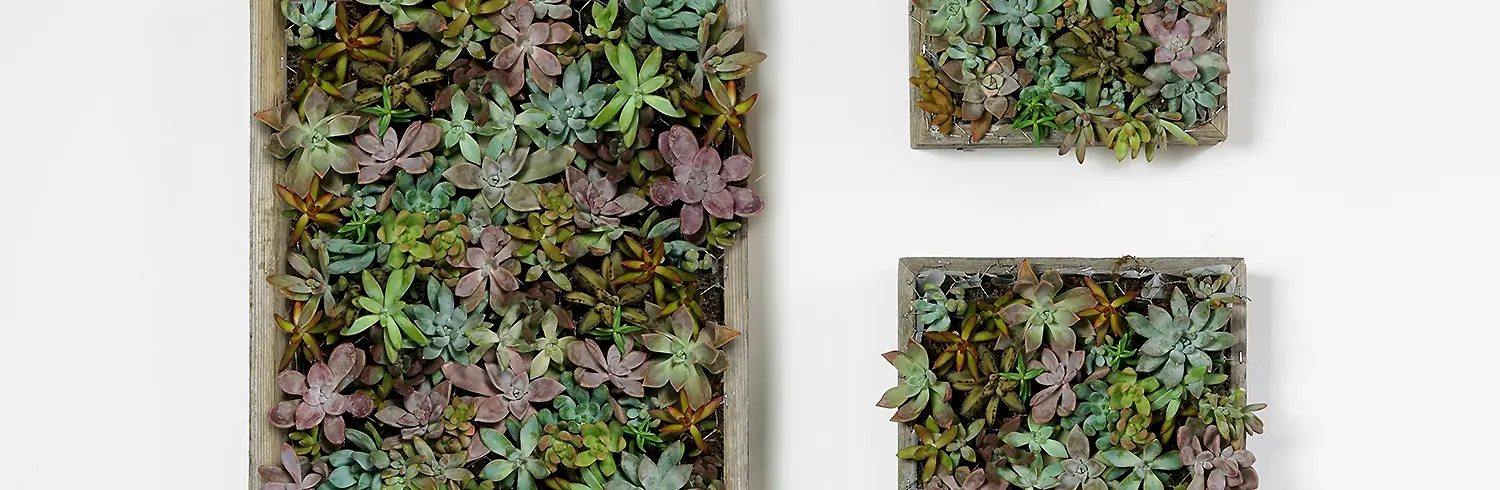succulent-wall-garden-hero