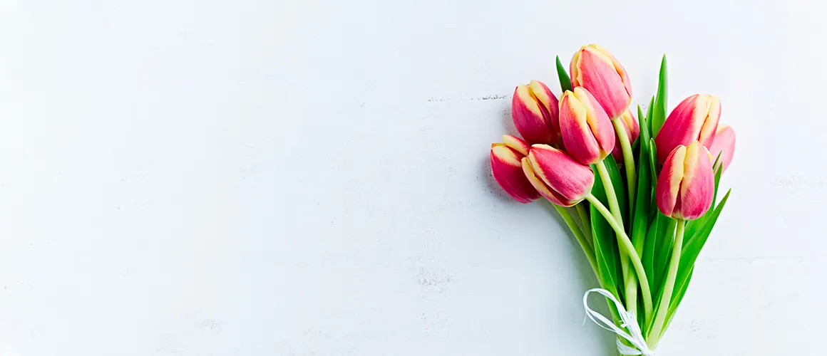 Tulip Care Guide: How to Care for Tulips + Growing Tips