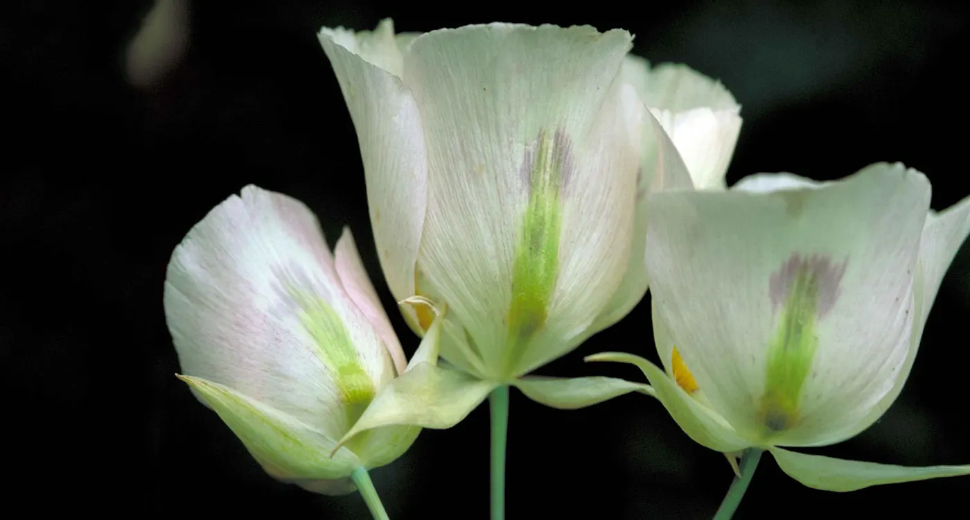 Utah State Flower - Sego Lily