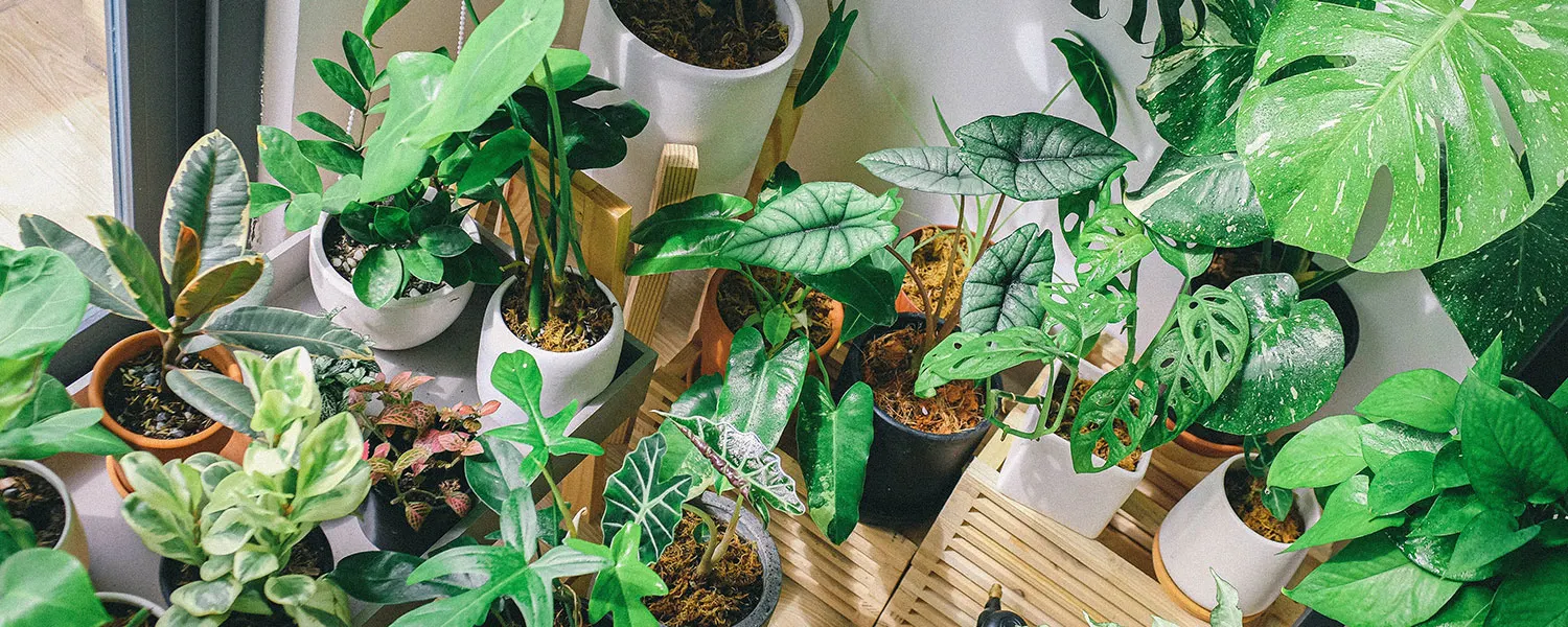 whats-wrong-with-my-plant-hero-1